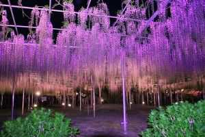 Висячие сады Кавати Фудзи